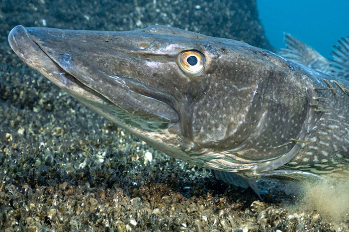 brochet-petit